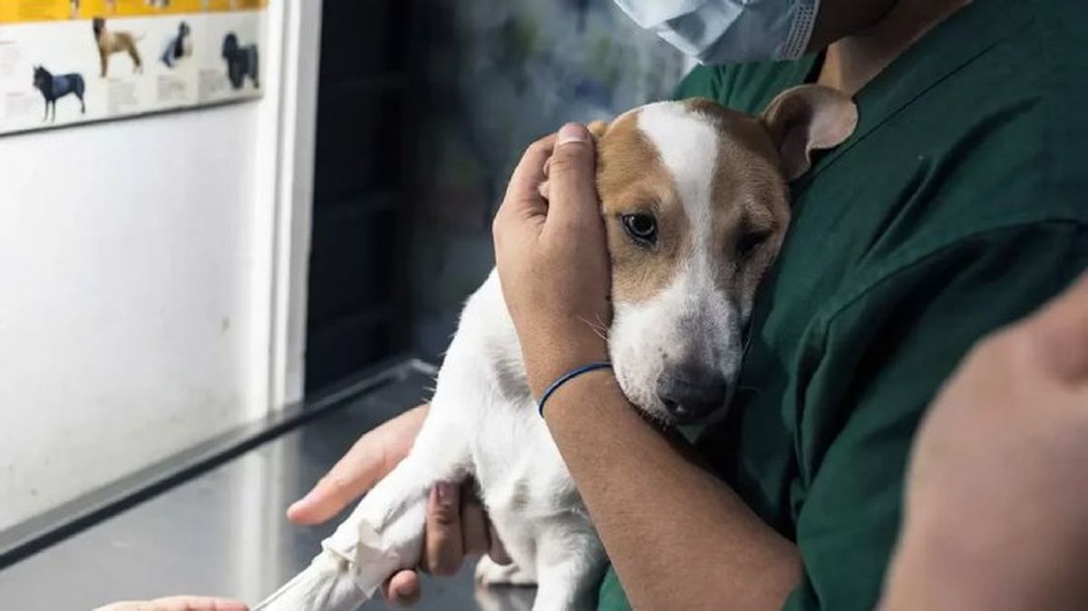 moquillo en perros 2