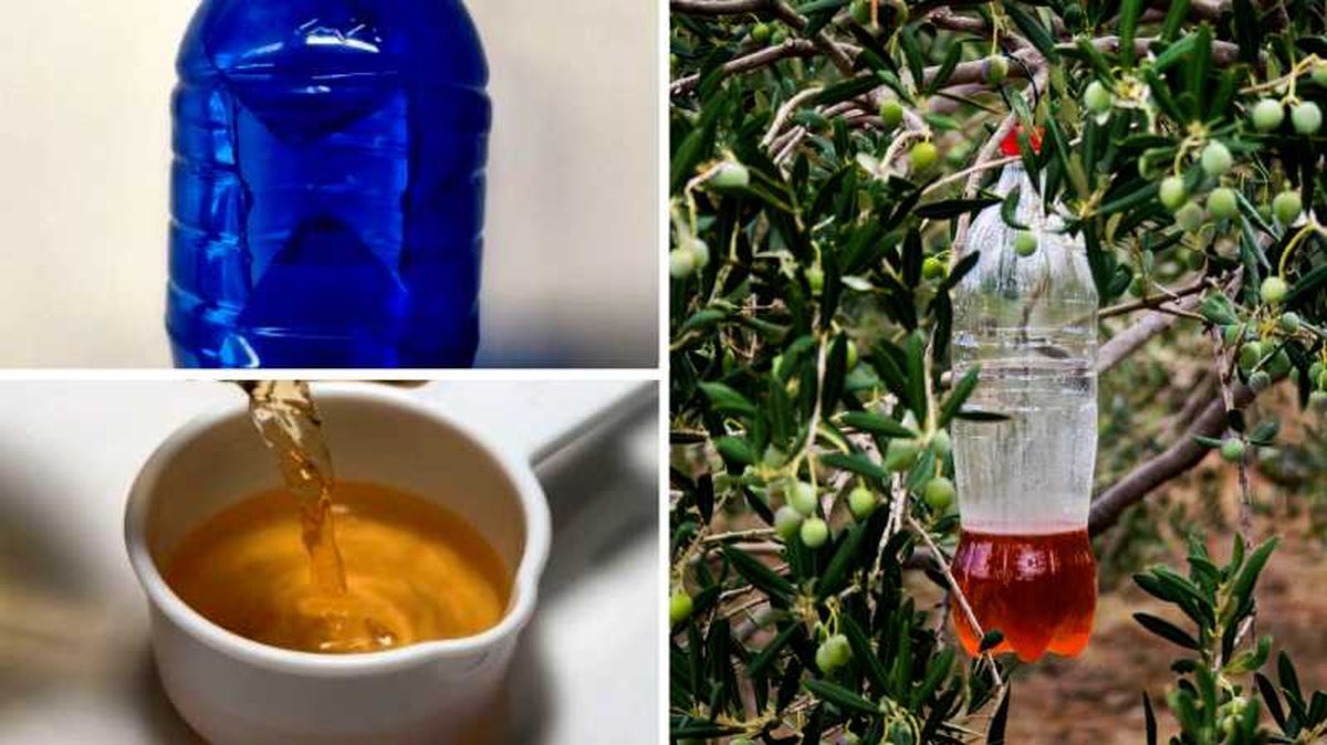 Paso a paso para hacer una trampa para moscas con vinagre