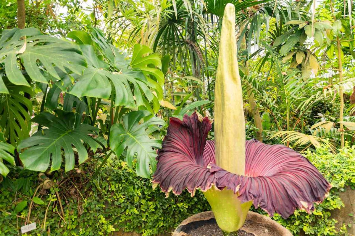 Amorphophallus titanum es endémico de Sumatra