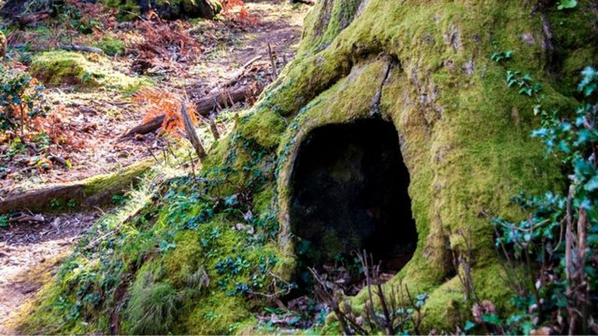 partes de un arbol tronco