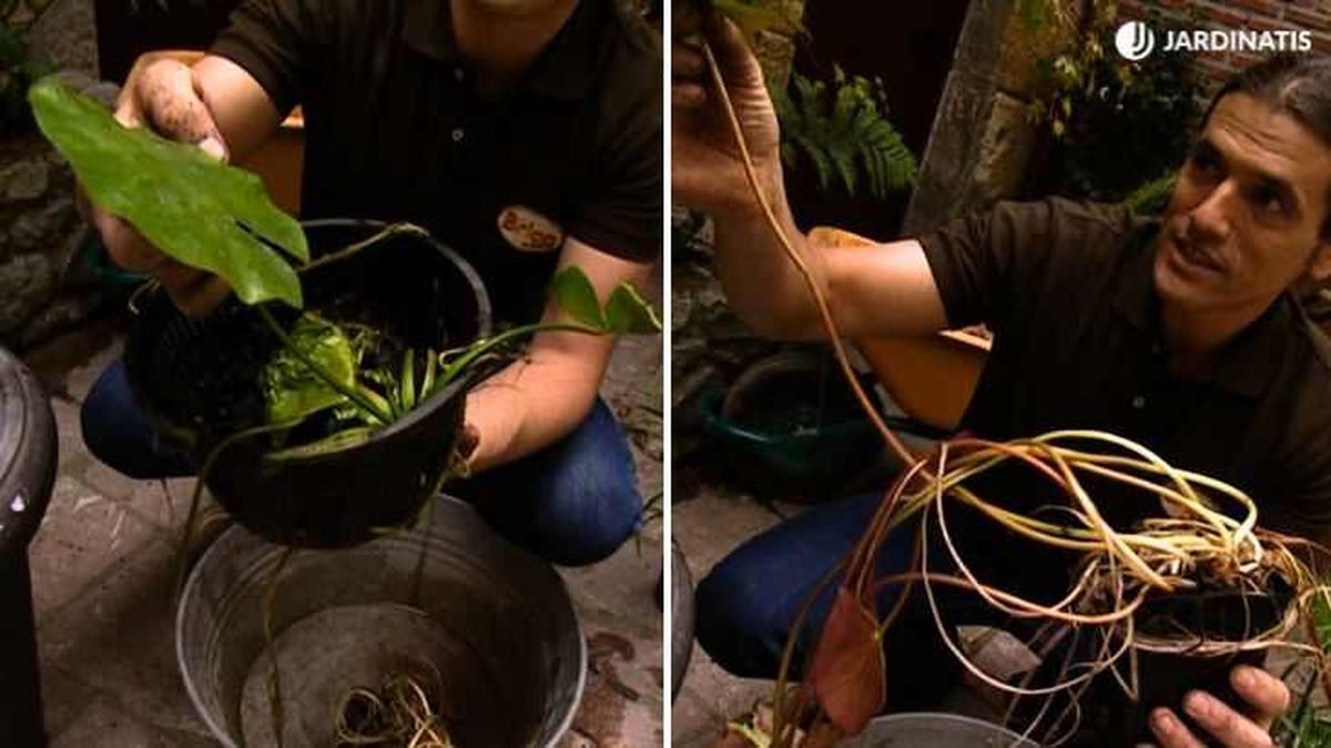 Nenúfares de talla diferente