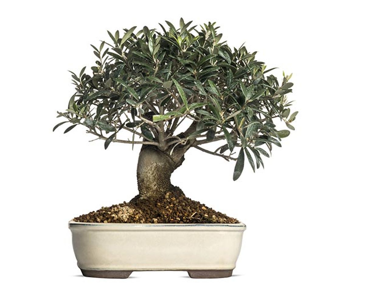 bonsai olivo