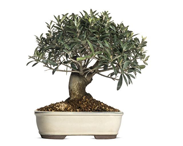 bonsai olivo