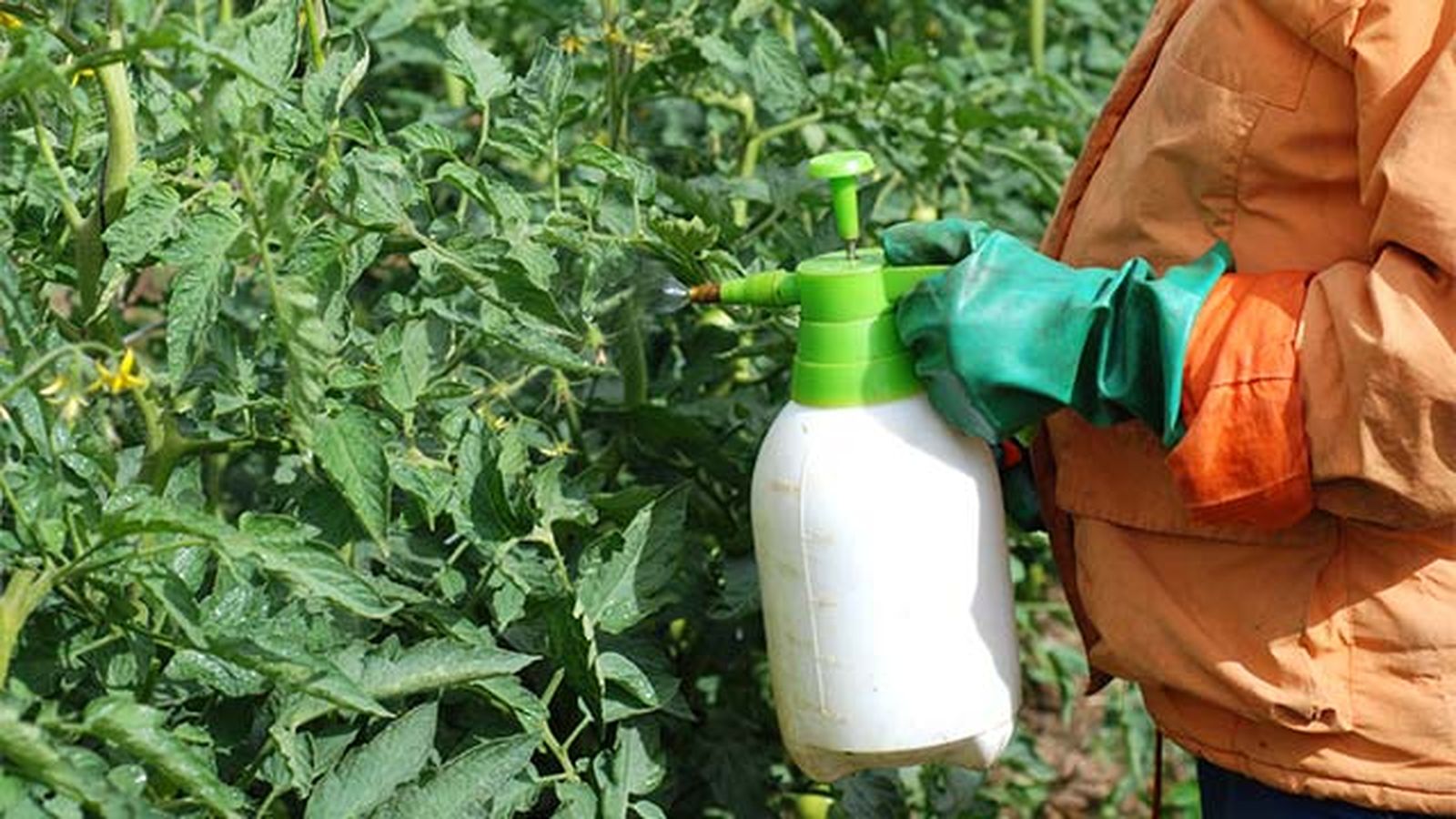 pulverizar azufre en tomateras