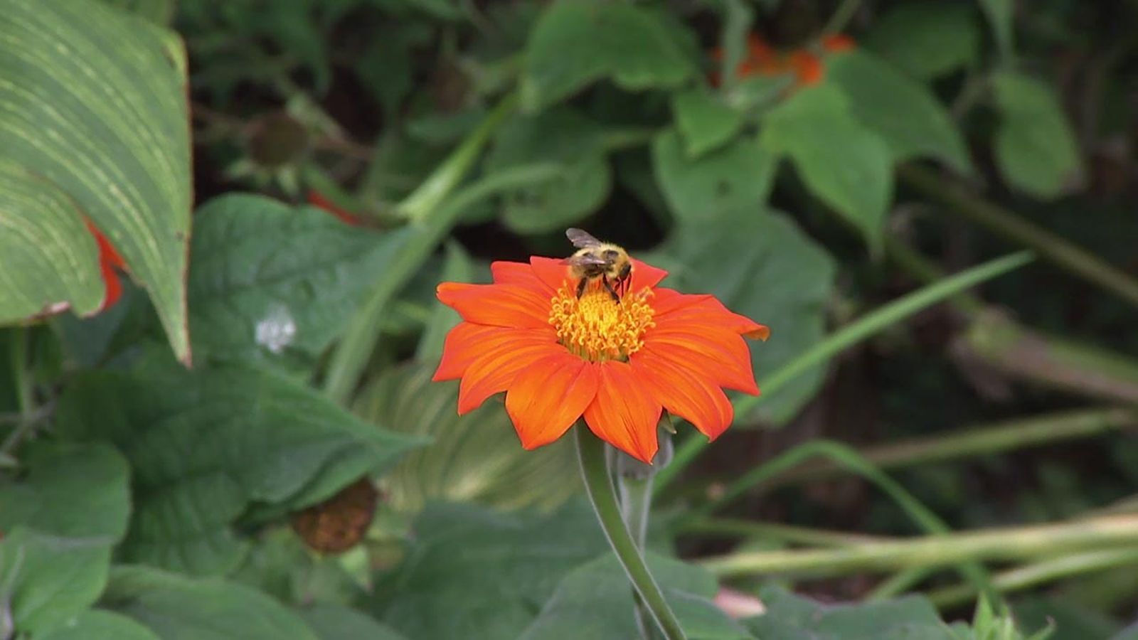 deco 753 jardin girasol mexicano características composicion floral xl