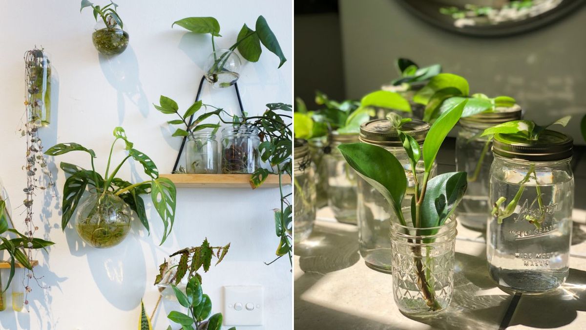 plantas puedes cultivar agua