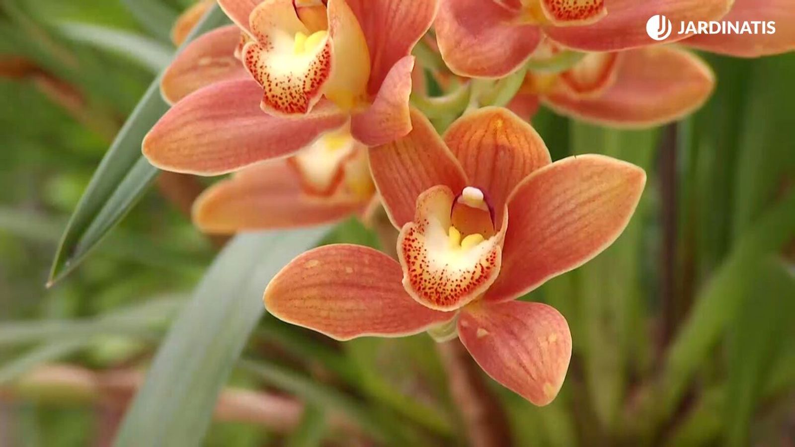 deco 681 orquideas invierno xl