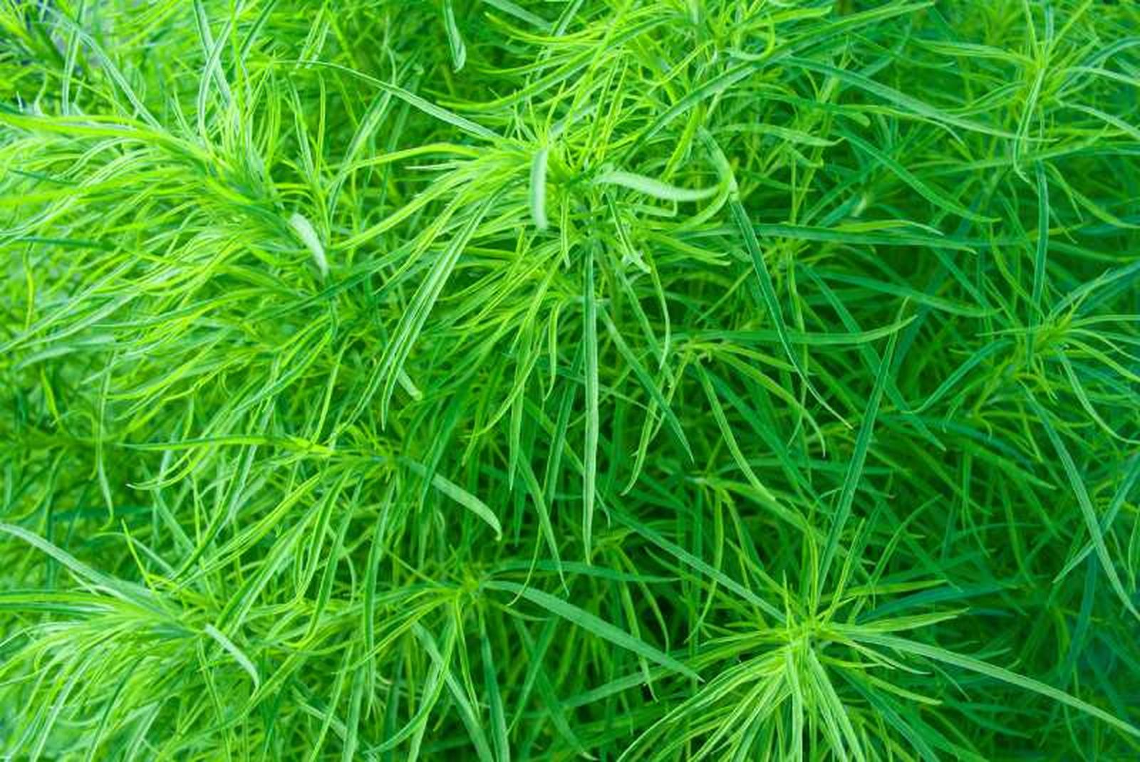 Carex muskingumensis