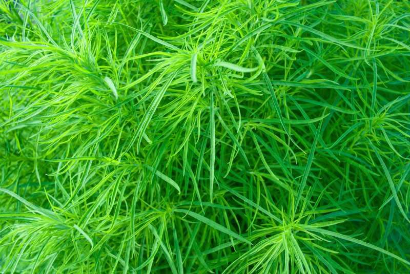 Carex muskingumensis