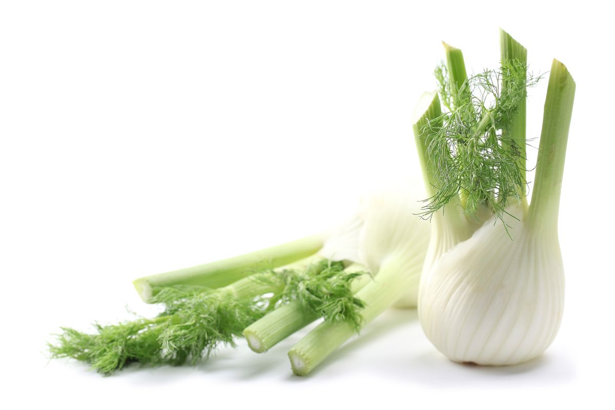 Cultivar y cosechar hinojo