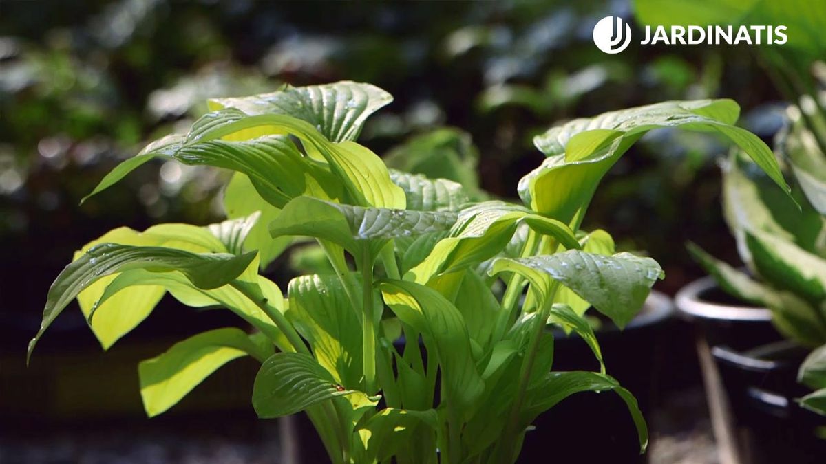 brico 0913 3 reproduccion cuidados hostas variedades hojas hostas