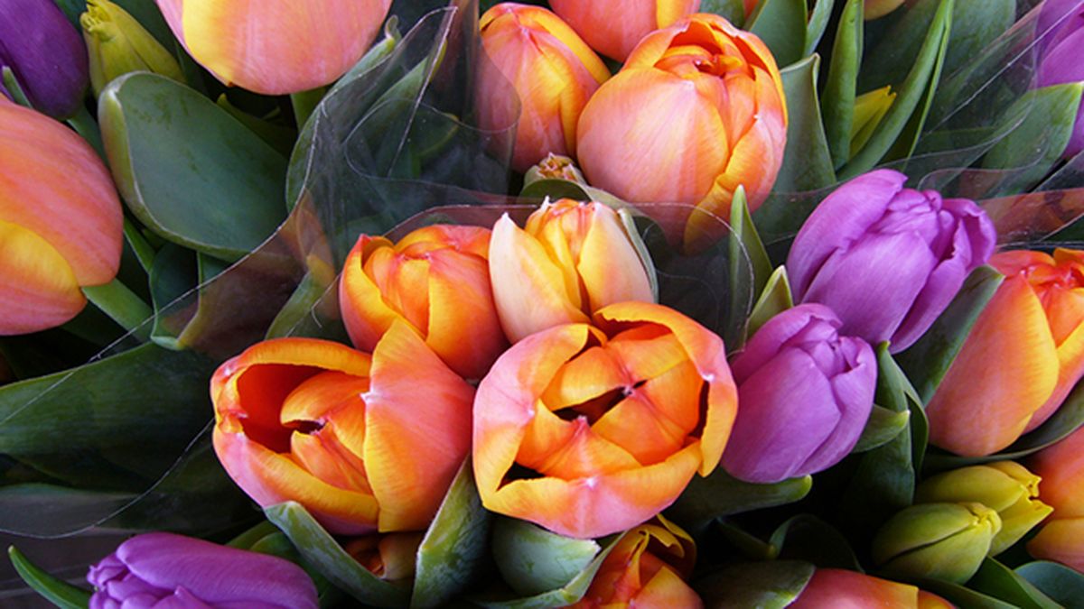 tulipanes para el dia de la madre