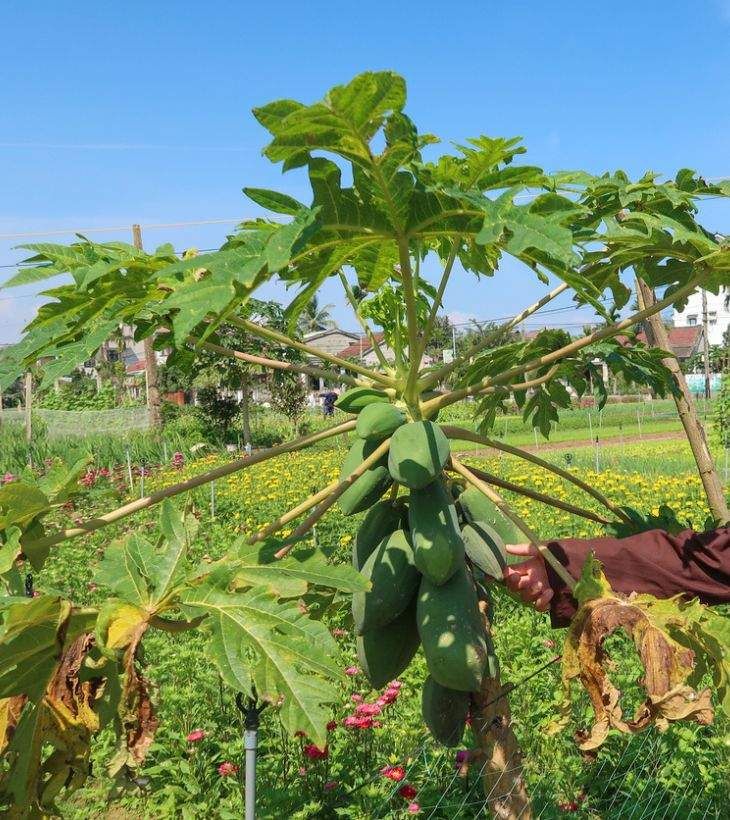 arbol carica papaya