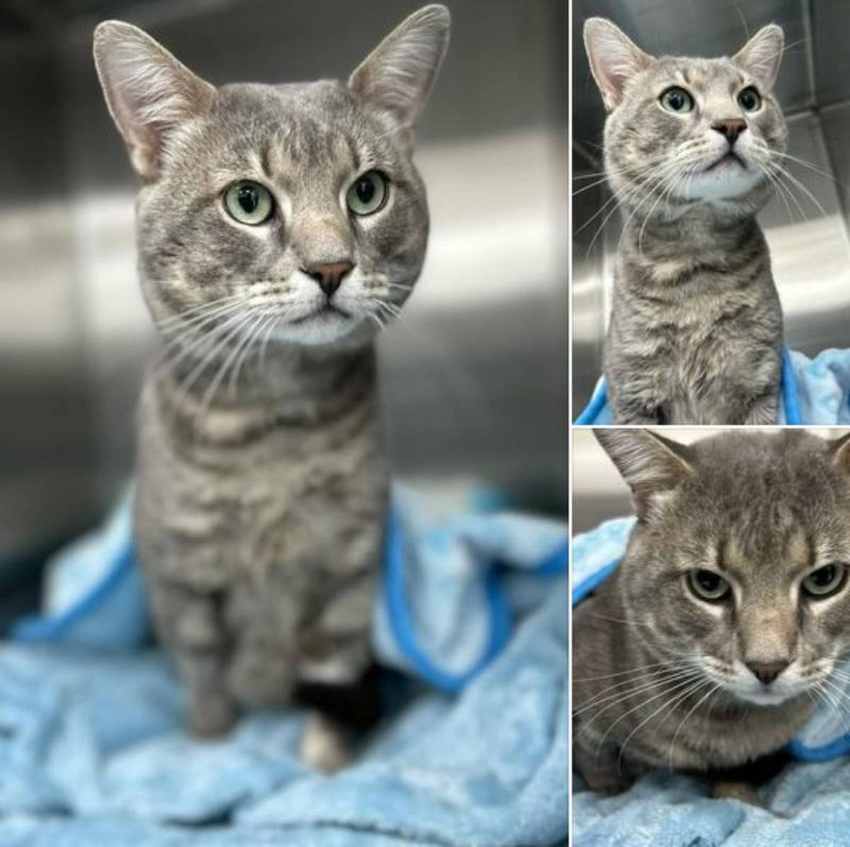 Rosen sobrevivió a un incendio, saliendo ileso del mismo / Fuente: Facebook - Little Wanderers NYC