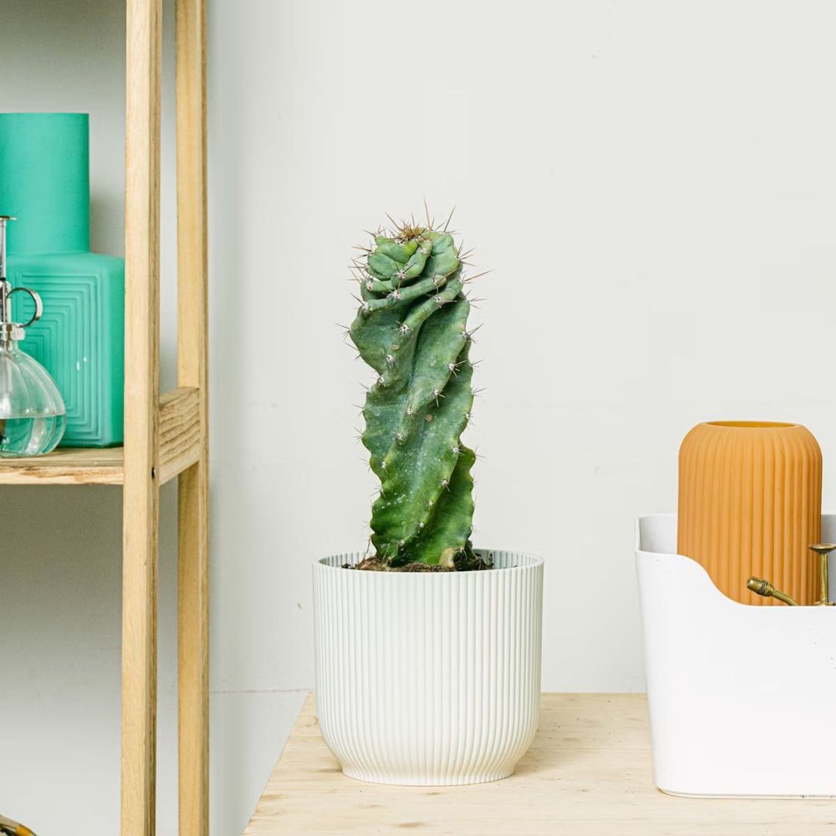 cactus espiral be green