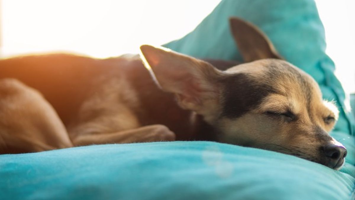 como saber si mi perro tiene fiebre 5