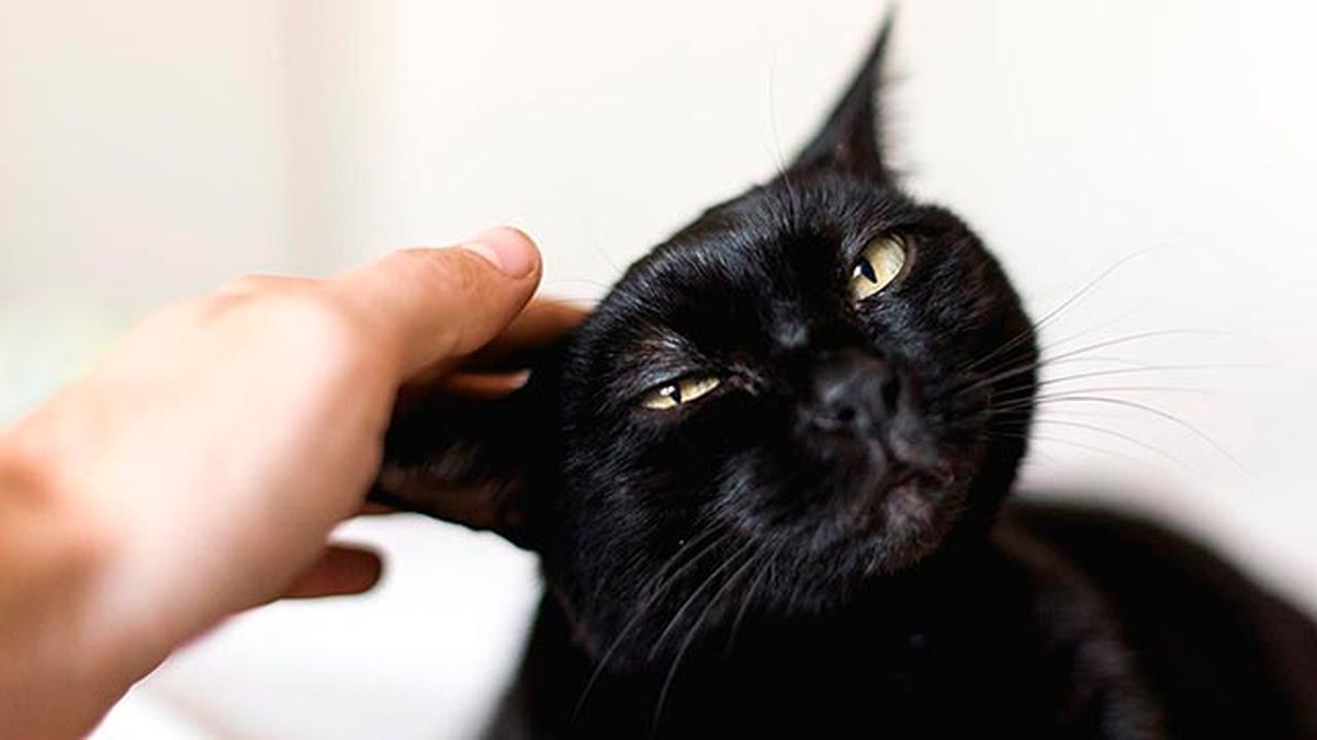 adopcion gatos negros octubre 4