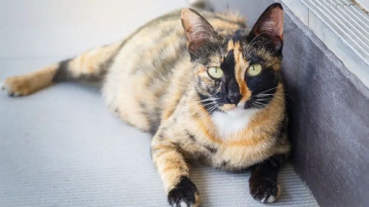 cuanto dura el embarazo de una gata 3