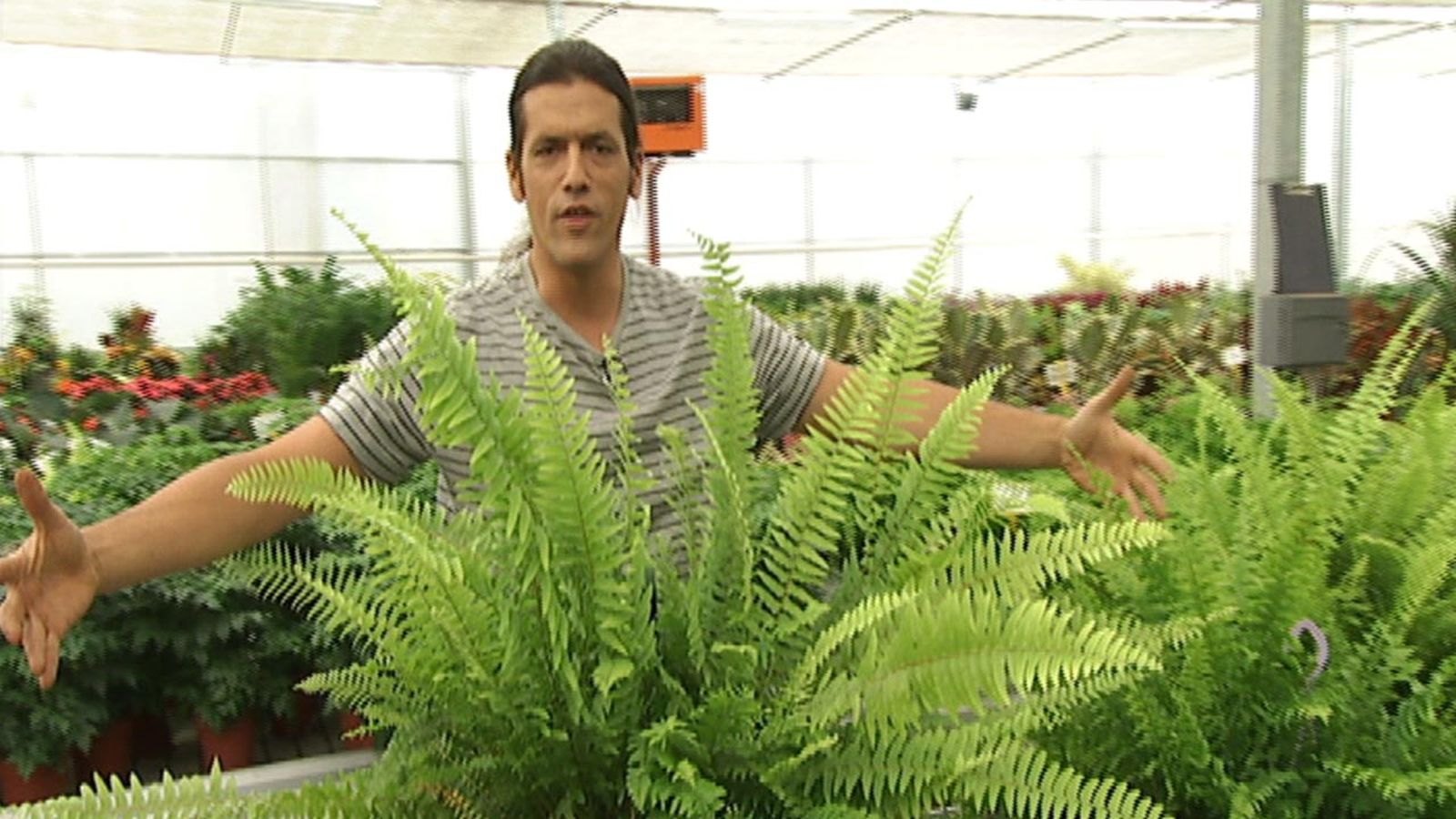 deco 413 cuidados helechos interior xl