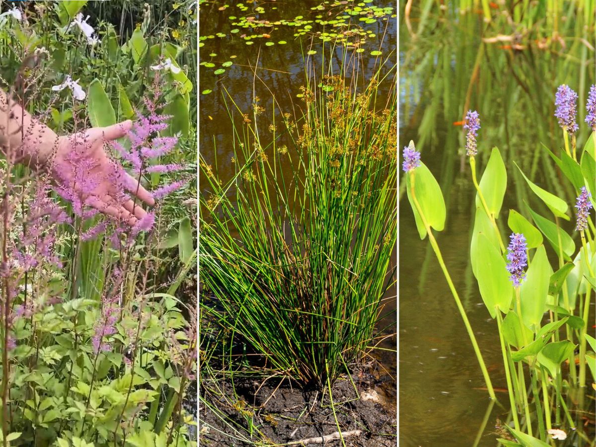 De izq. a drch.: Astilbe x arendsii, Juncus effusus y Pontederia cordata.