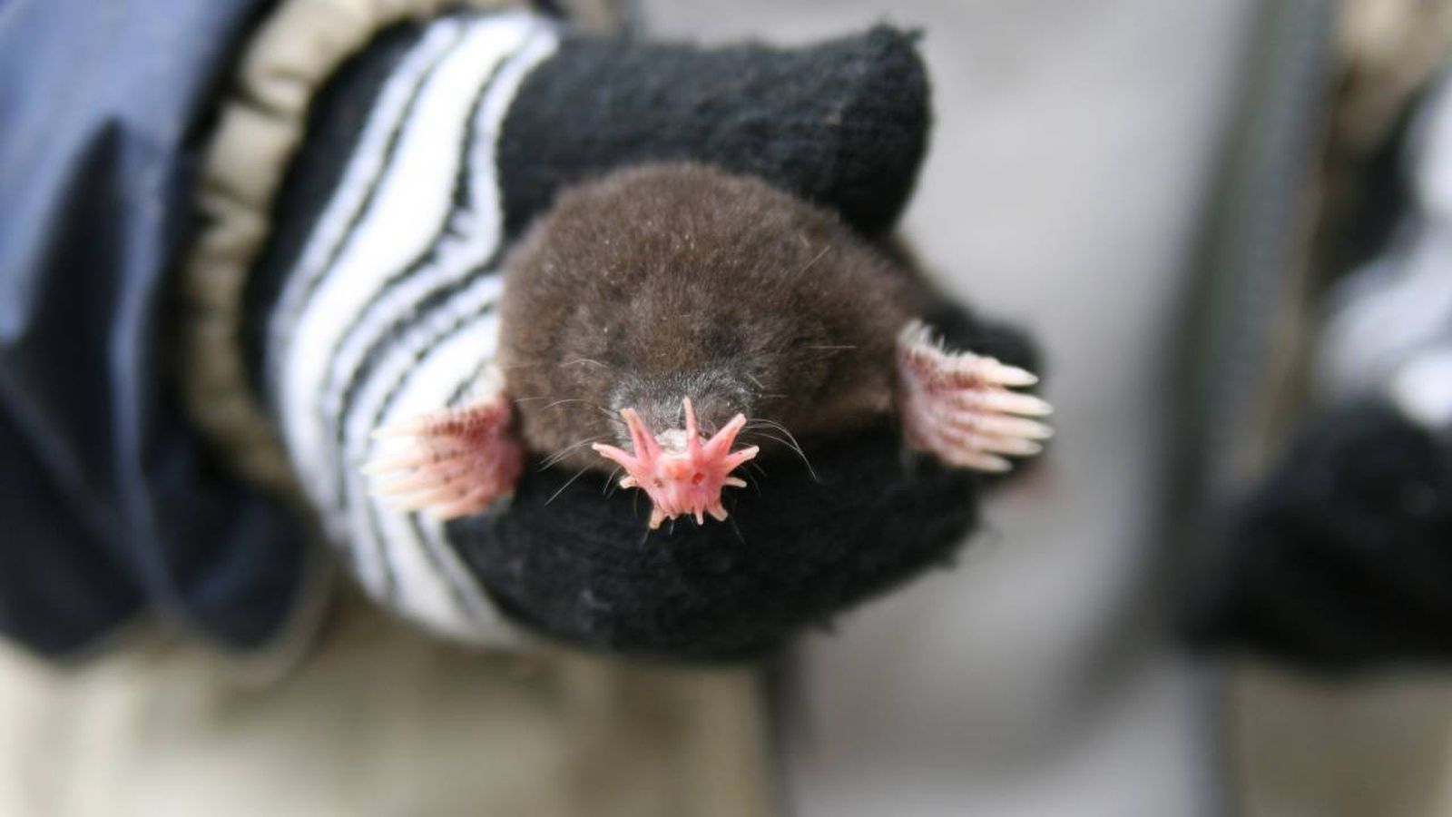 mamiferos raros punta de estrella