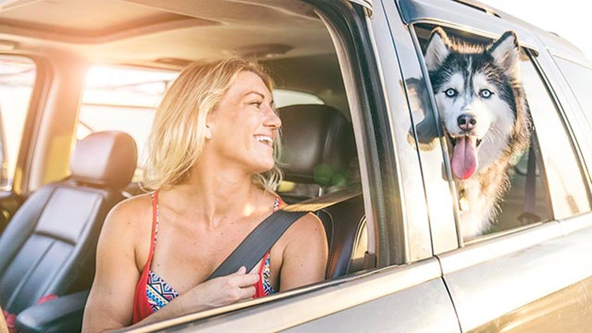 mascotas perros planes verano viajar