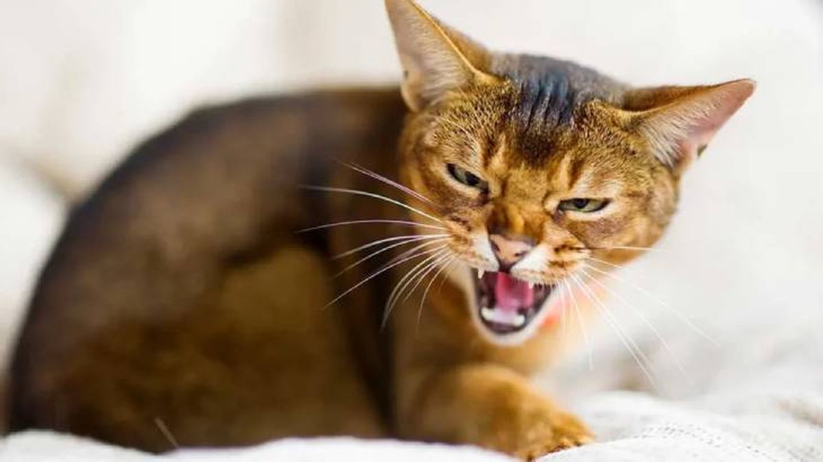 mi gato me bufa 3 (1)