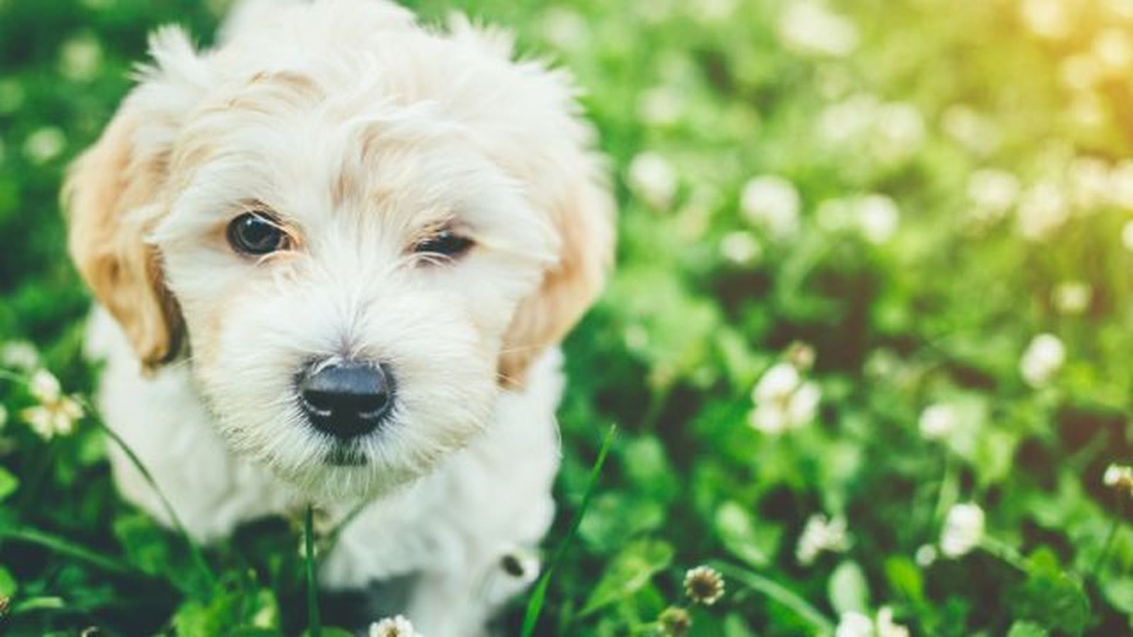 bichon maltes 1