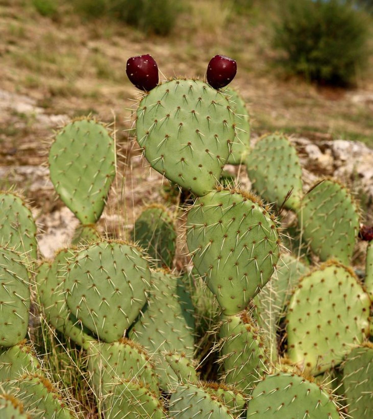 Opuntia ficus indica chumbera cladiolos
