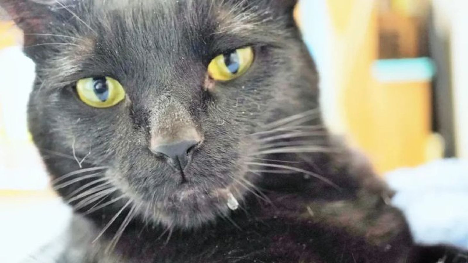 causas por las que un gato babea 2