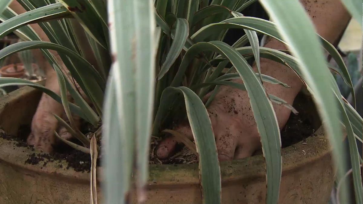 deco 768 jardin Dianella tasmanica wyeena contenedor