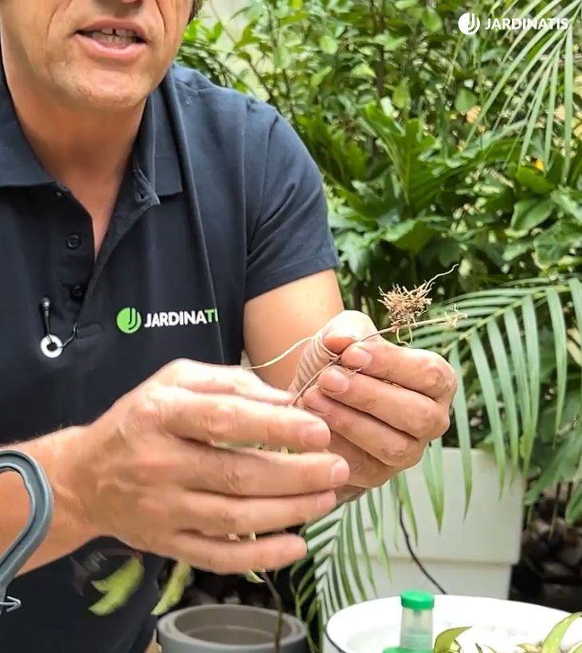 raices tallo planta hoya jardinatis 53