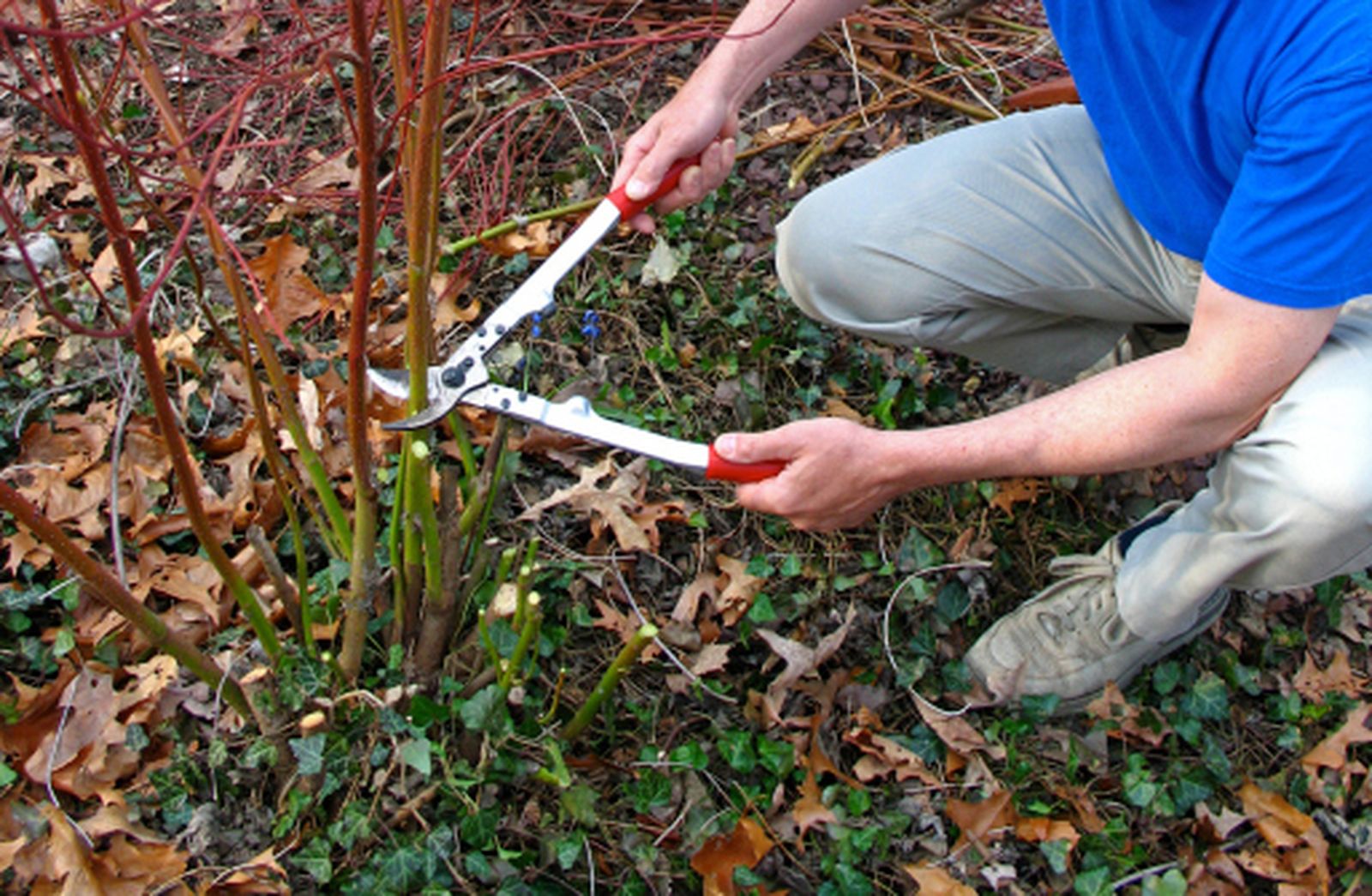 Poda de chupones en los cornejos
