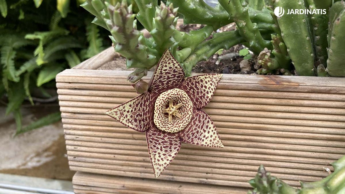 Orbea variegata.