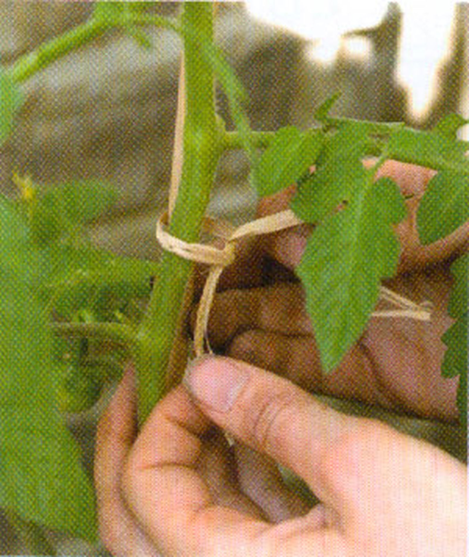 Cultivar tomates en bolsas 4