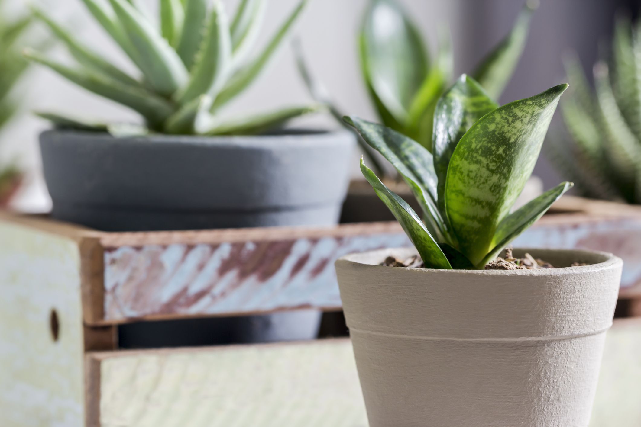 Sansevieria
