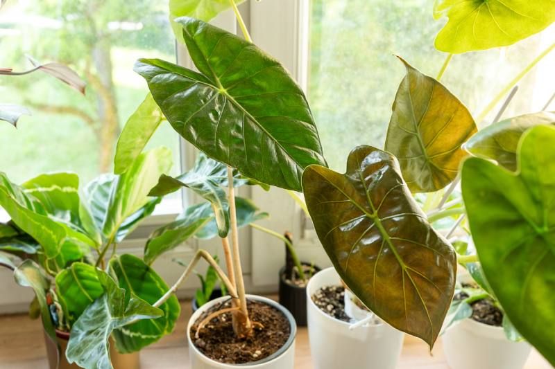 Alocasias en el hogar