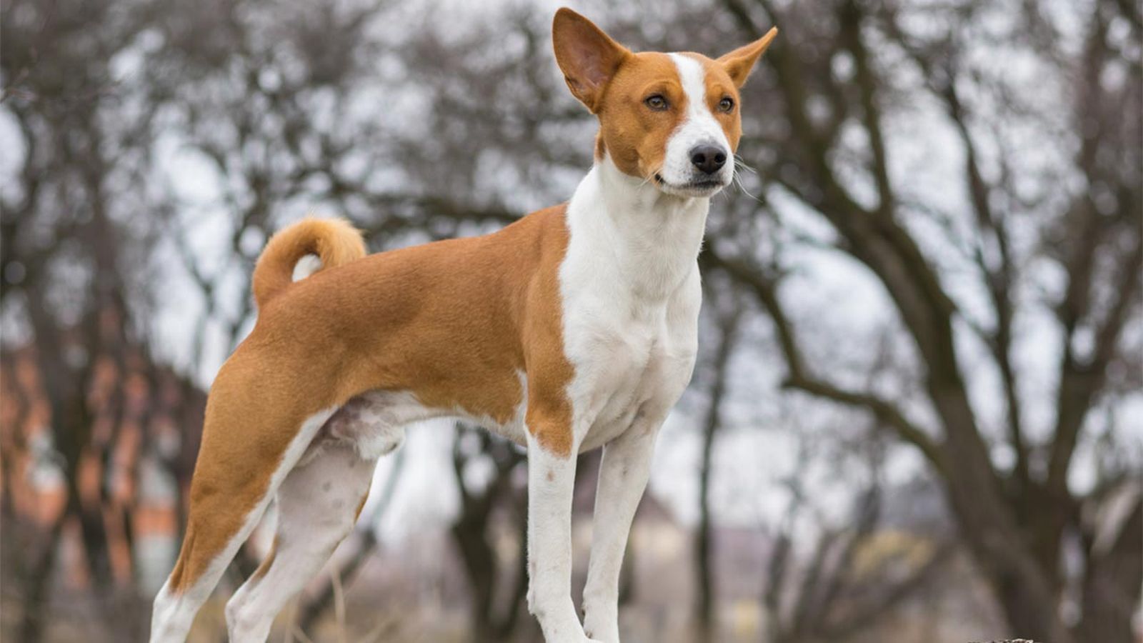 perro basenji
