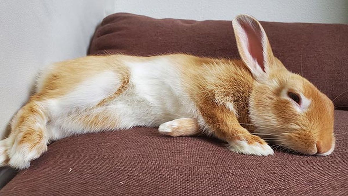 conejo dormido 2