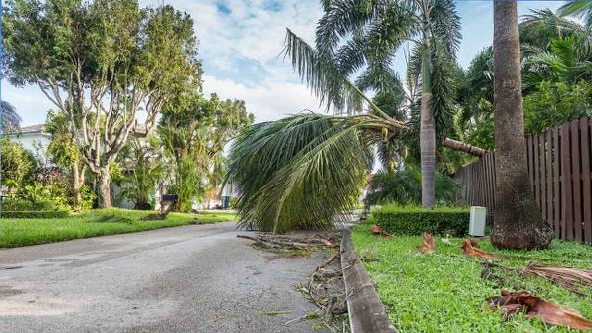 palmera caida en espana