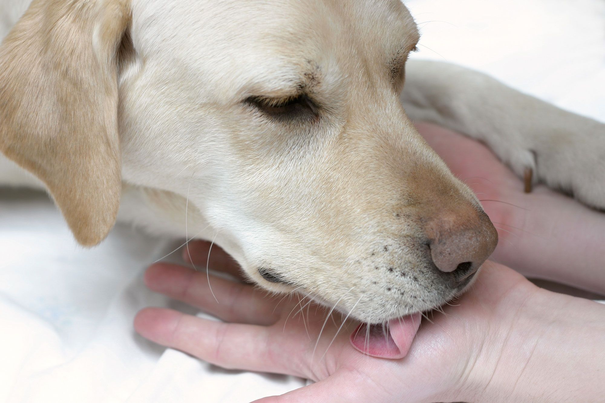 perros terapia personas