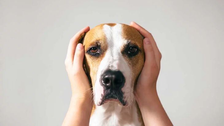 Los perros tienen una sensibilidad auditiva mucho mayor que la de los humanos.