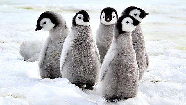 aspectos curiosos pinguinos 3