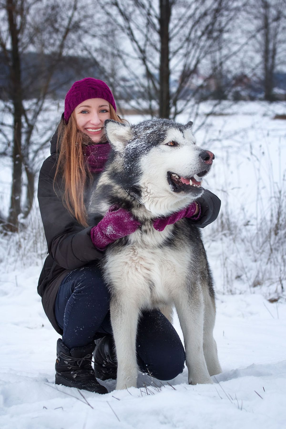 Alaskan malamute ficha