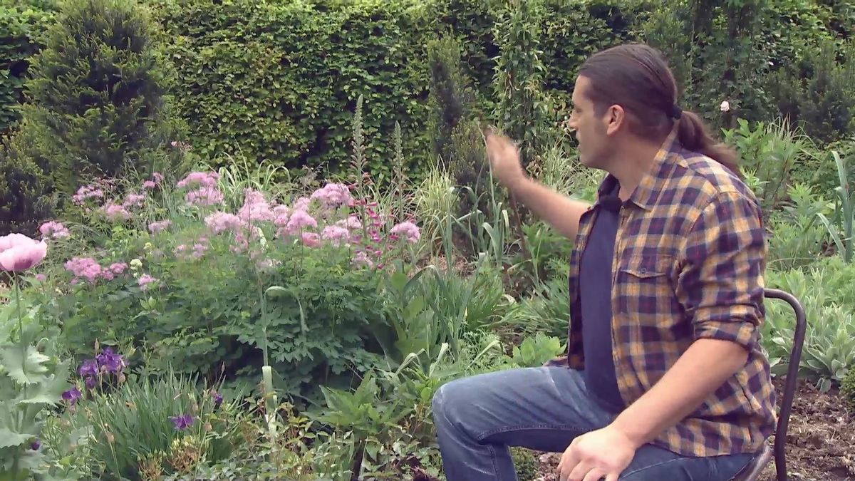 deco 0700 jardineria talictrum caracteristicas