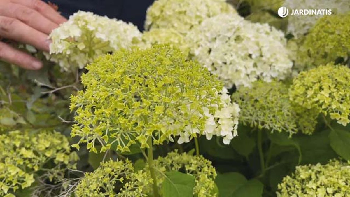 hortensia annabelle en el jardin lurgarden