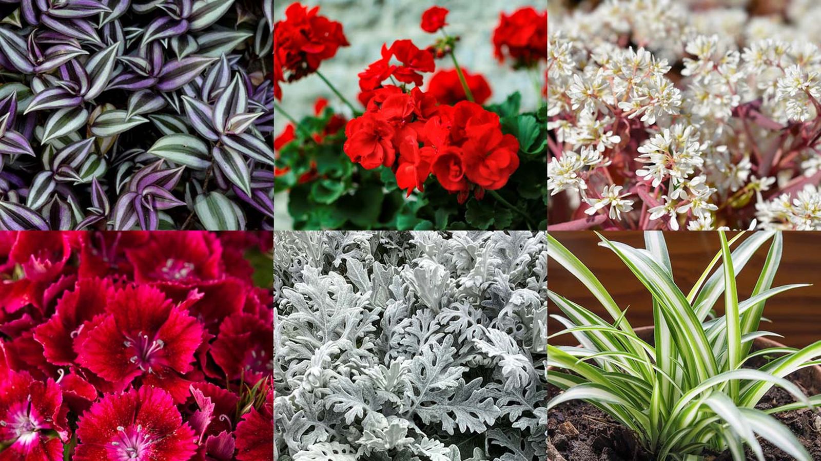 plantas pimavera macetas rojas