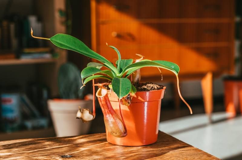 Nepenthes