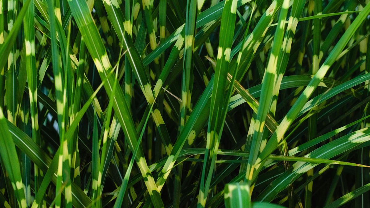 Miscanthus sinensis Zebrinus