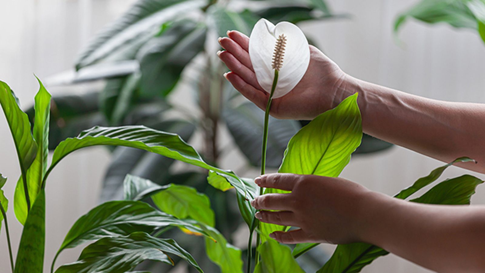 planta espatifilo